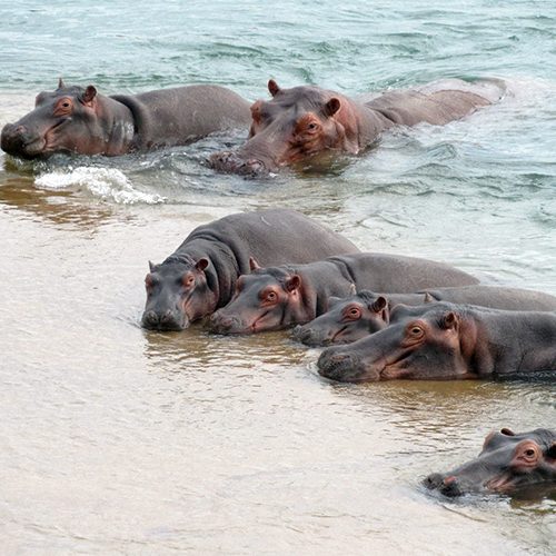hippos